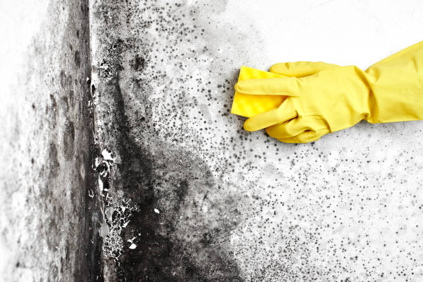 Best Mold Damage Repair  in Mexico Beach, FL