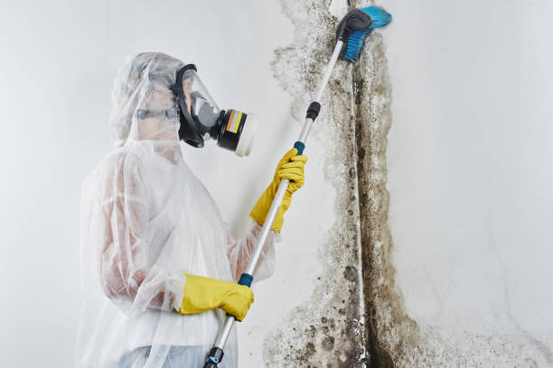 Professional Mold Removal in Mexico Beach, FL