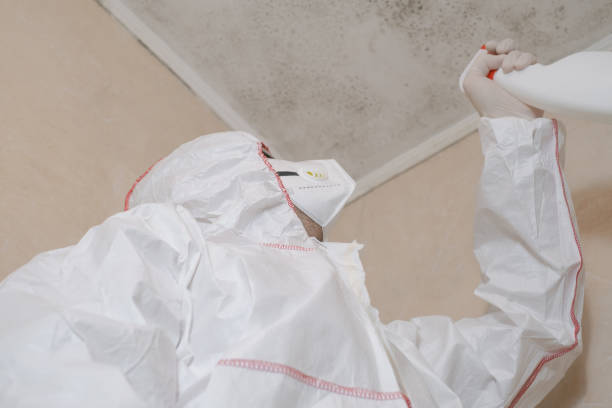 Best Mold Removal Near Me  in Mexico Beach, FL