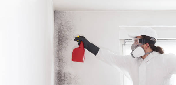 Best Attic Mold Removal  in Mexico Beach, FL