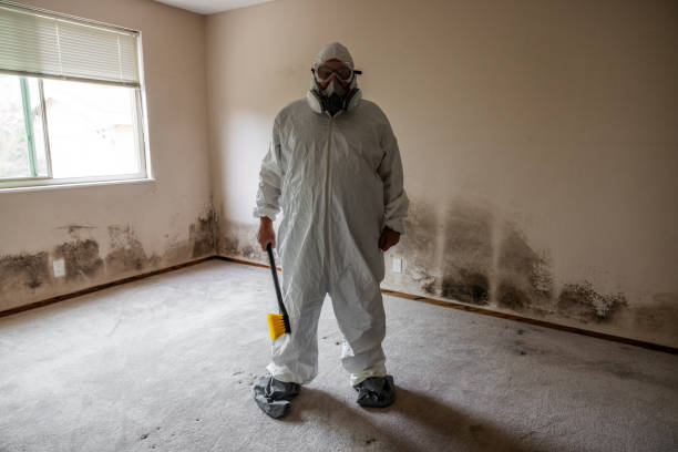 Best Commercial Mold Removal  in Mexico Beach, FL