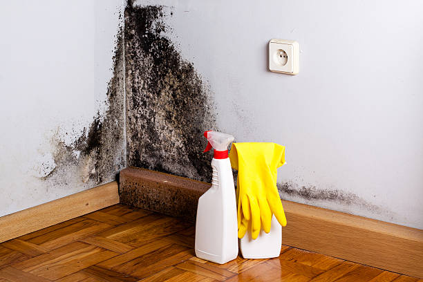 Best Toxic Mold Removal  in Mexico Beach, FL