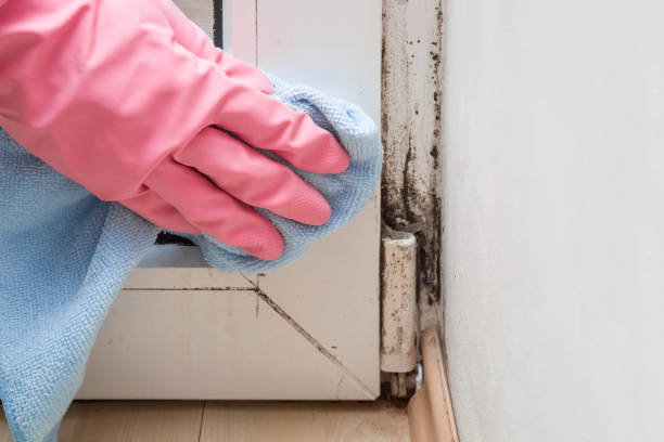 Best Office Mold Removal Services  in Mexico Beach, FL
