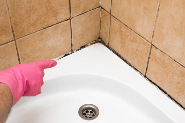 Best Black Mold Removal  in Mexico Beach, FL