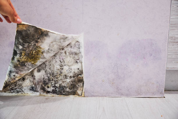 Best Mold Cleaning Services  in Mexico Beach, FL